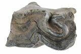 Fossil Woolly Rhino (Coelodonta) Tooth - Siberia #210654-2